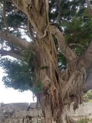 Ficus microcarpa
