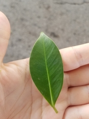 Ficus microcarpa