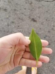 Ficus microcarpa