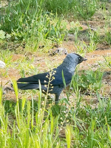 Eurasian Jackdaw