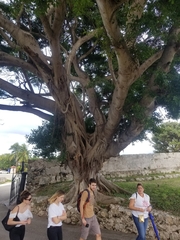 Ficus microcarpa