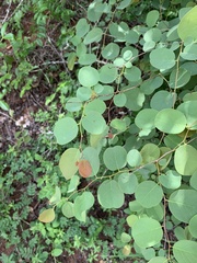 Pseudolachnostylis maprouneifolia