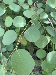 Pseudolachnostylis maprouneifolia