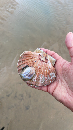 Pecten maximus
