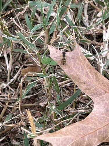 Unknown species found near Logan St, Seymour, TN, US