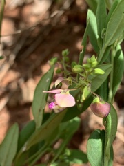 Polygala sphenoptera sphenoptera