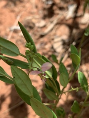Polygala sphenoptera sphenoptera