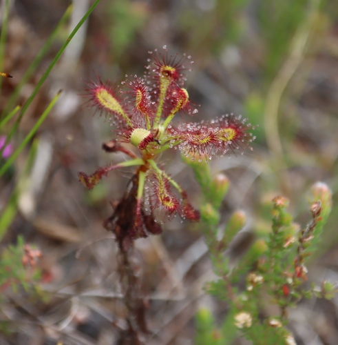 Drosera glabripes
