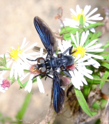 Unknown species found near Rockdale County, GA, USA