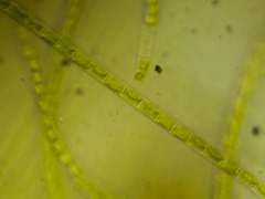 Klebsormidium flaccidum