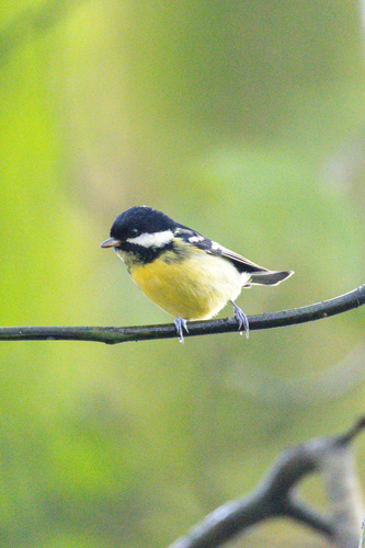 Yellow-bellied Tit