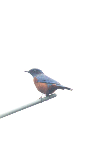 Chestnut-bellied Rock-Thrush
