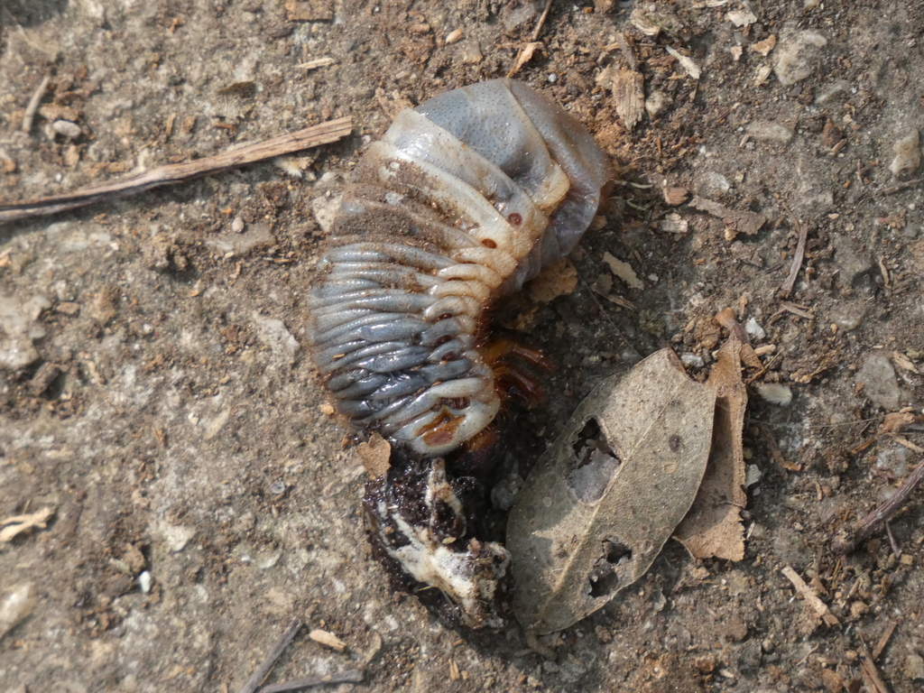 Soorabi Insect Scarabs from 中国江苏省南京市栖霞区 on November 21, 2024 at 01:30 PM by K. REN ...