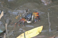 Goniopsis pelii