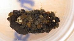 Glossosoma nigrior