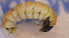 Glossosoma nigrior