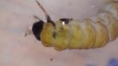 Glossosoma nigrior