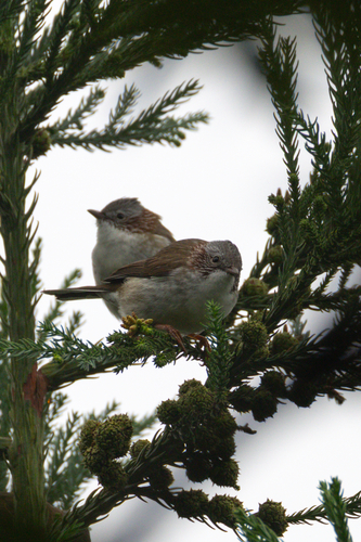 Indochinese Yuhina