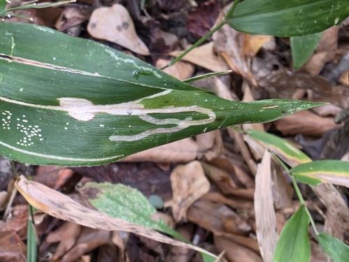 Unknown species found near Troy, AL 36079, USA