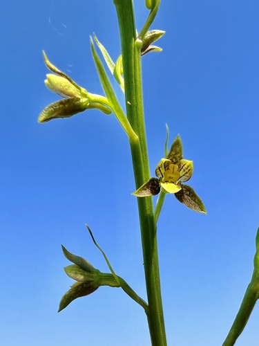 Eulophia humaniorum