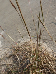 Dichanthium