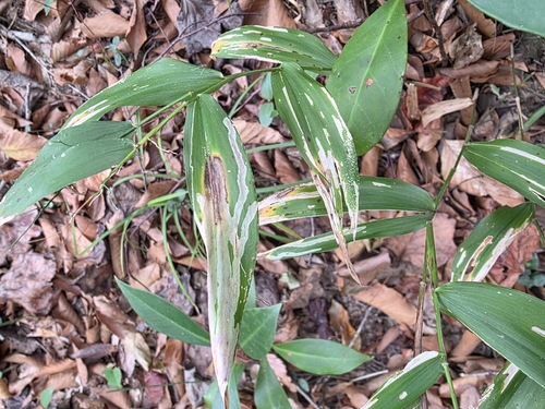 Unknown species found near Troy, AL 36079, USA