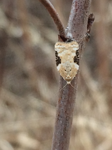 Acleris implexana