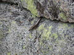 Concinnia brachysoma