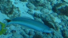 Malacanthus plumieri