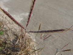 Dichanthium