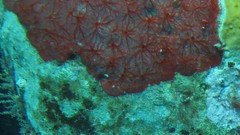 Monanchora arbuscula