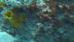 Siphonodictyon coralliphagum