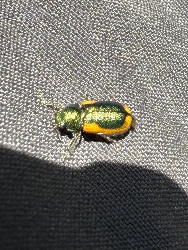 Smaragdina limbata