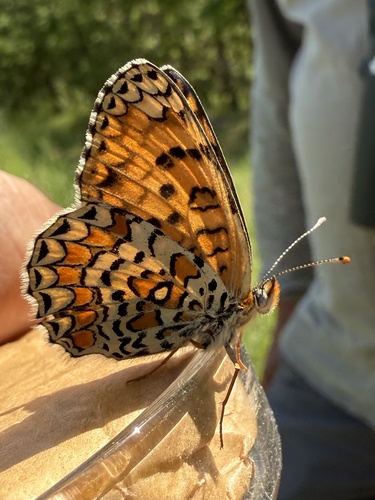 Eastern Knapweed Fritillary