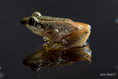 Eleutherodactylus paralius
