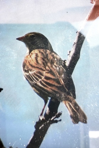 Ortolan Bunting