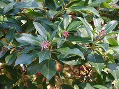 Arbutus × andrachnoides