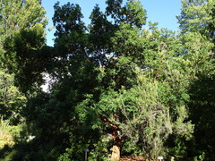 Arbutus × andrachnoides