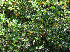 Arbutus × andrachnoides