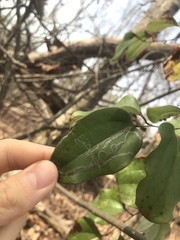 Marmara smilacisella