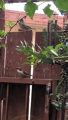Passer domesticus