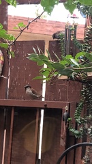 Passer domesticus