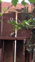 Passer domesticus