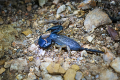 Opisthacanthus