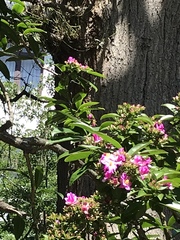 Pereskia grandifolia