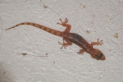 Afroedura haackei