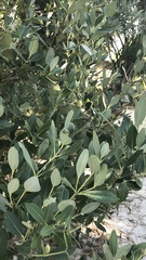 Avicennia