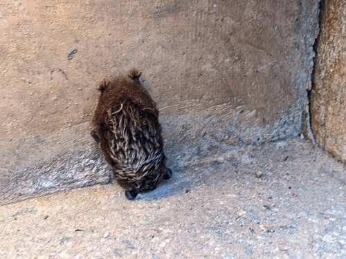 Silver-haired Bat photographed in New Jersey
