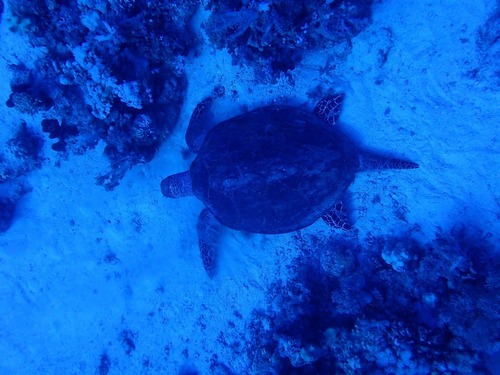 Eretmochelys imbricata