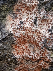 Arthonia cinnabarina
